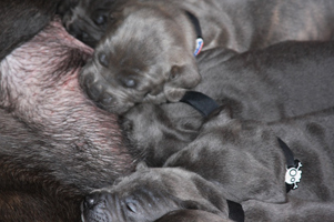 Old World Cane Corso Puppy